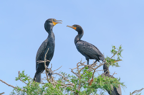 Cormorant