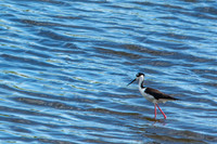 Black-necked Stilt