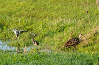 Tricolored Herons, Limpkin