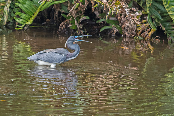 Tri-colored Heron