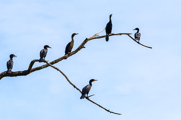 Cormorant