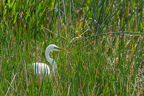 Great Egret