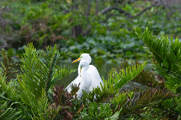 Great Egret