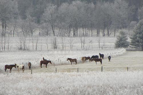 Cades Cove Horses