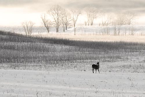 Cades Cove - The Valley