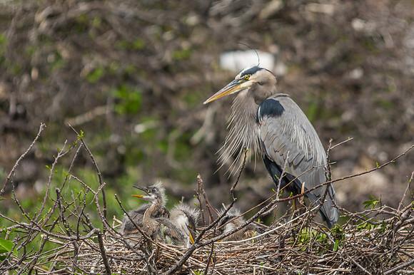 Great Blue Heron