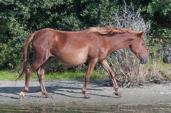 Corolla Wild Horse