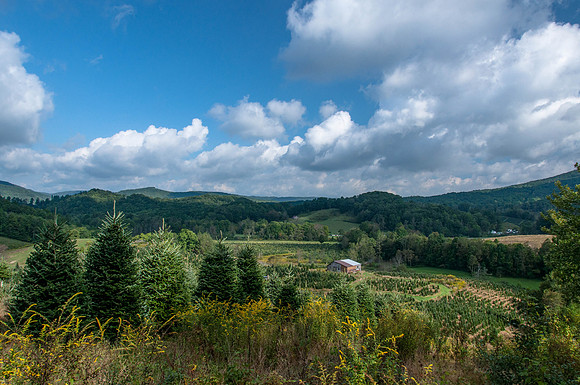 Whitetop to Damascus