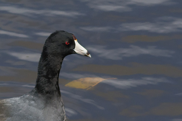 American Coot
