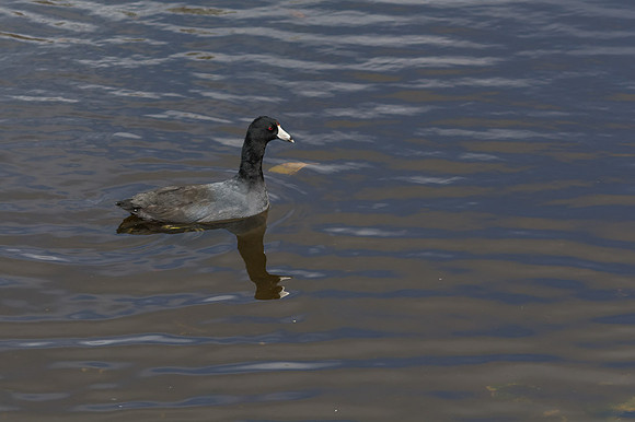 American Coot