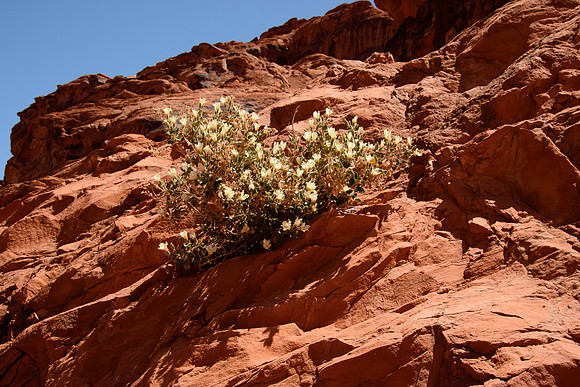 Valley of Fire