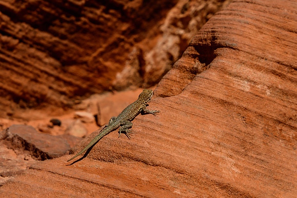 Valley of Fire