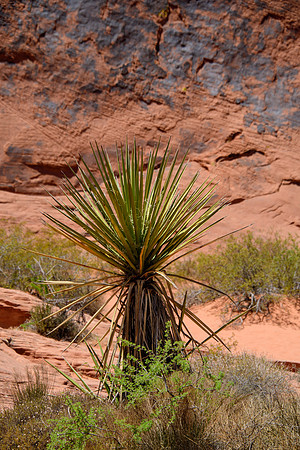 Valley of Fire