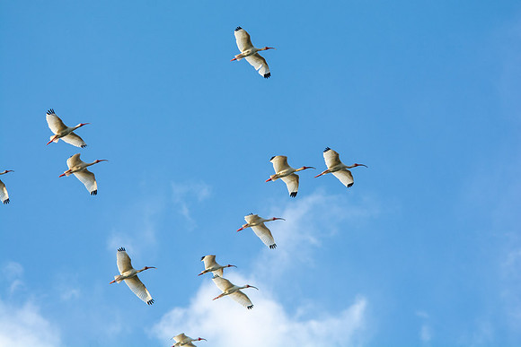 Ibis