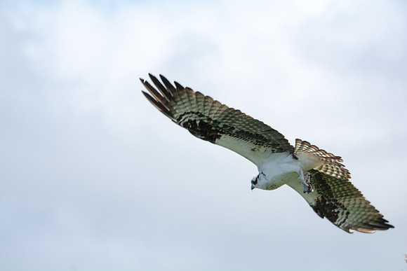 Osprey