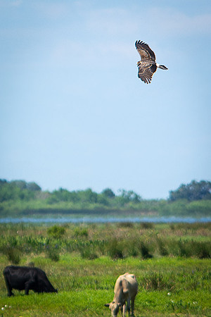 Juvenile Snail Kite
