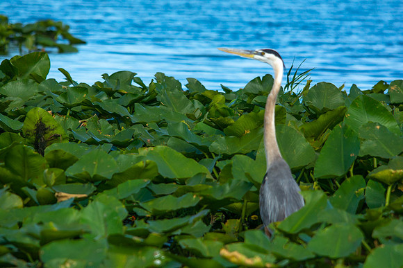 Great Heron