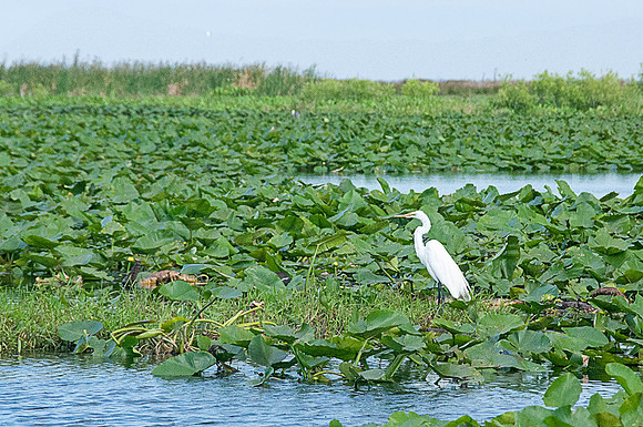 Great White Egret