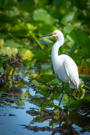 Snowy Egret