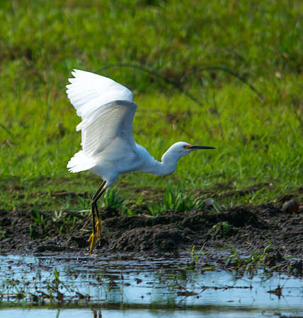 Snowy Egret