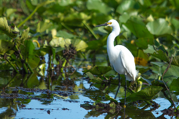 Snowy Egret