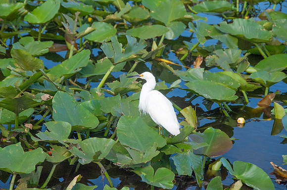 Snowy Egret