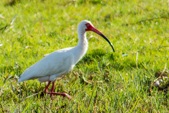 White Ibis