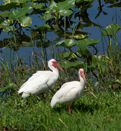 White Ibis
