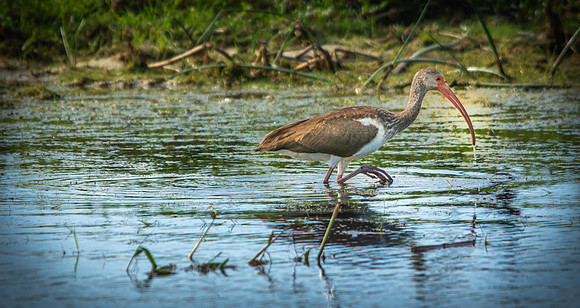 Juvenile White Ibis