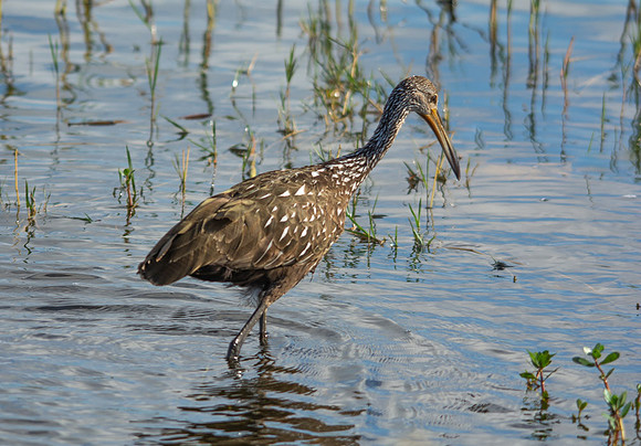 Limpkin