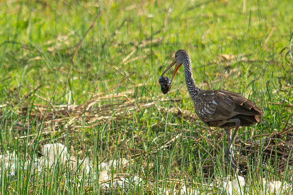 Limpkin