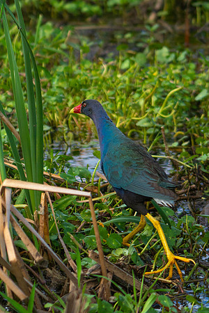 Purple Gallinule
