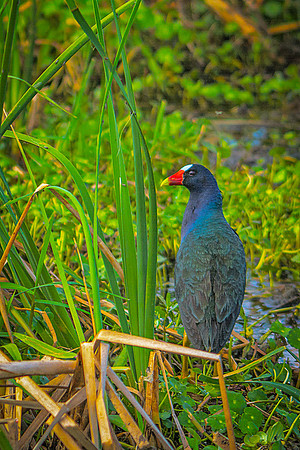 Purple Gallinule