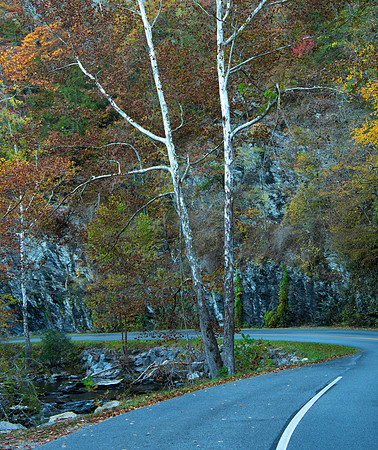 Little River Road Sycamore