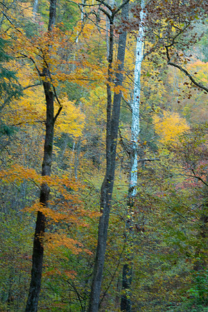 Little River Road Sycamore