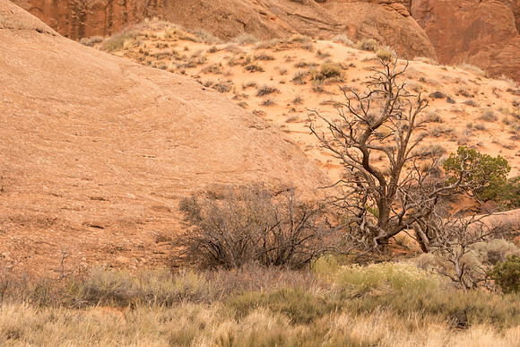 Arches National Park