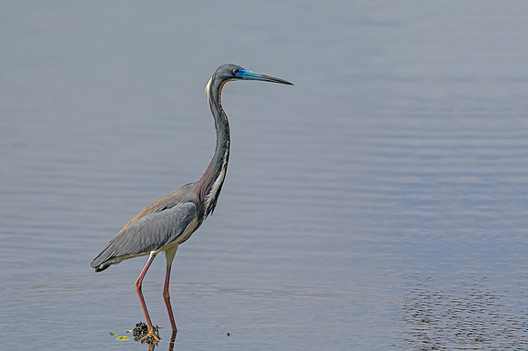 Tri-colored Heron