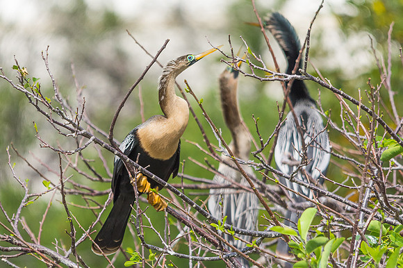 Anhinga