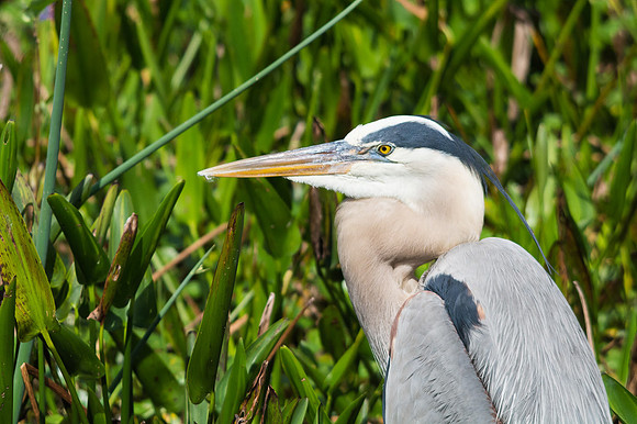 Great Blue Heron