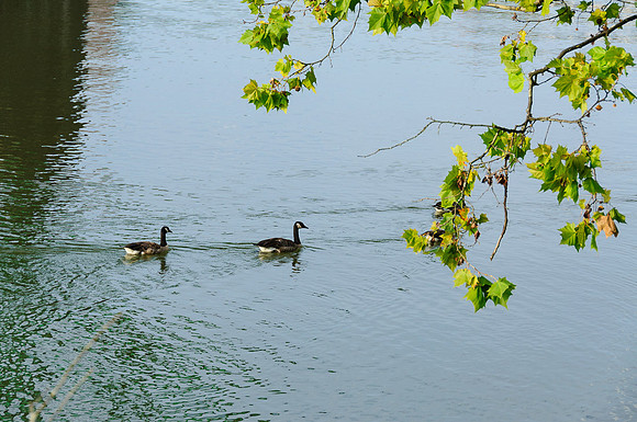 Greenway, Knoxville