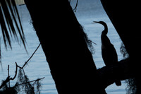 Anhinga