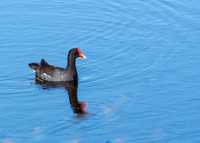 Common Moorhen