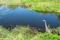 Great Heron