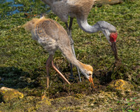 Sandhill Crane