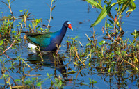 Purple Gallinule