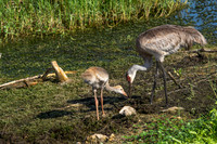 Sandhill Crane