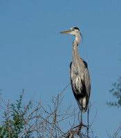 Great Heron