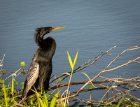 Anhinga