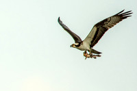 Osprey