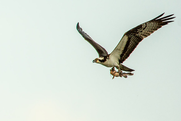 Osprey